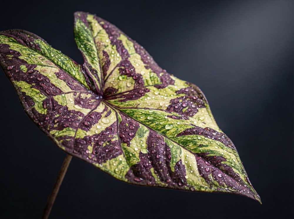丝瓜视频植物测评视频