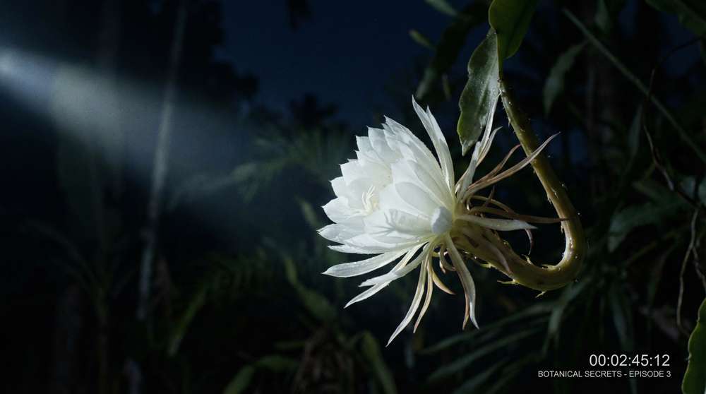 丝瓜视频植物视频-夜间开花延时摄影